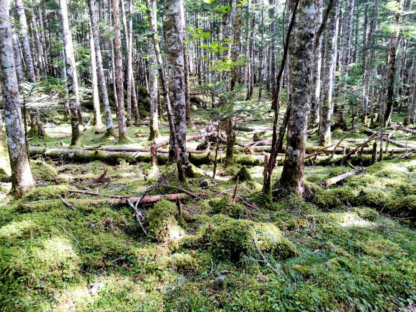 苔蒸す美しい緑の森。💚