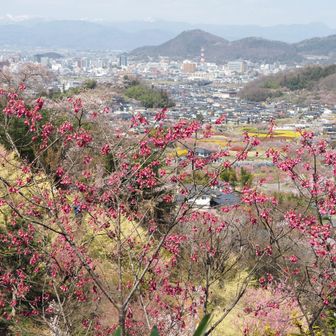 寒緋桜（カンヒザクラ）の向こうに広がる風景