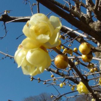 一部のロウバイが開花