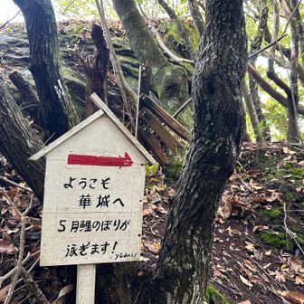 来年鯉のぼり泳ぐかな…