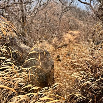 越前岳からの下山ルート。
そう、これ道です