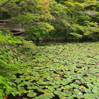 午後になると眠るように花を閉じる睡蓮😪
岸辺のモミジも綺麗でした