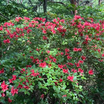 いや〜綺麗です🌺