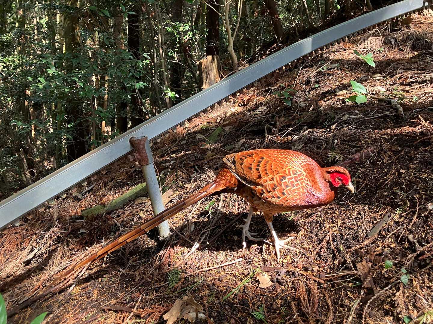 いました！
山鳥のドリー君🦤
赤い顔、赤銅色の胴体、長い尻尾