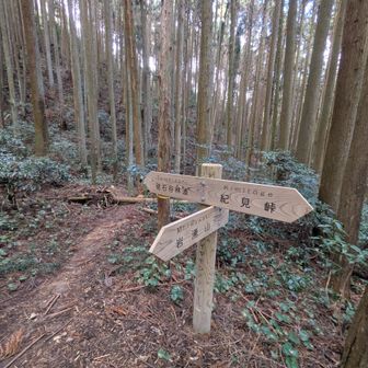 砥石谷林道方面に🫱