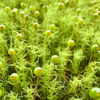 ミャクミャクの尻尾に見えちゃうタマゴケ💦