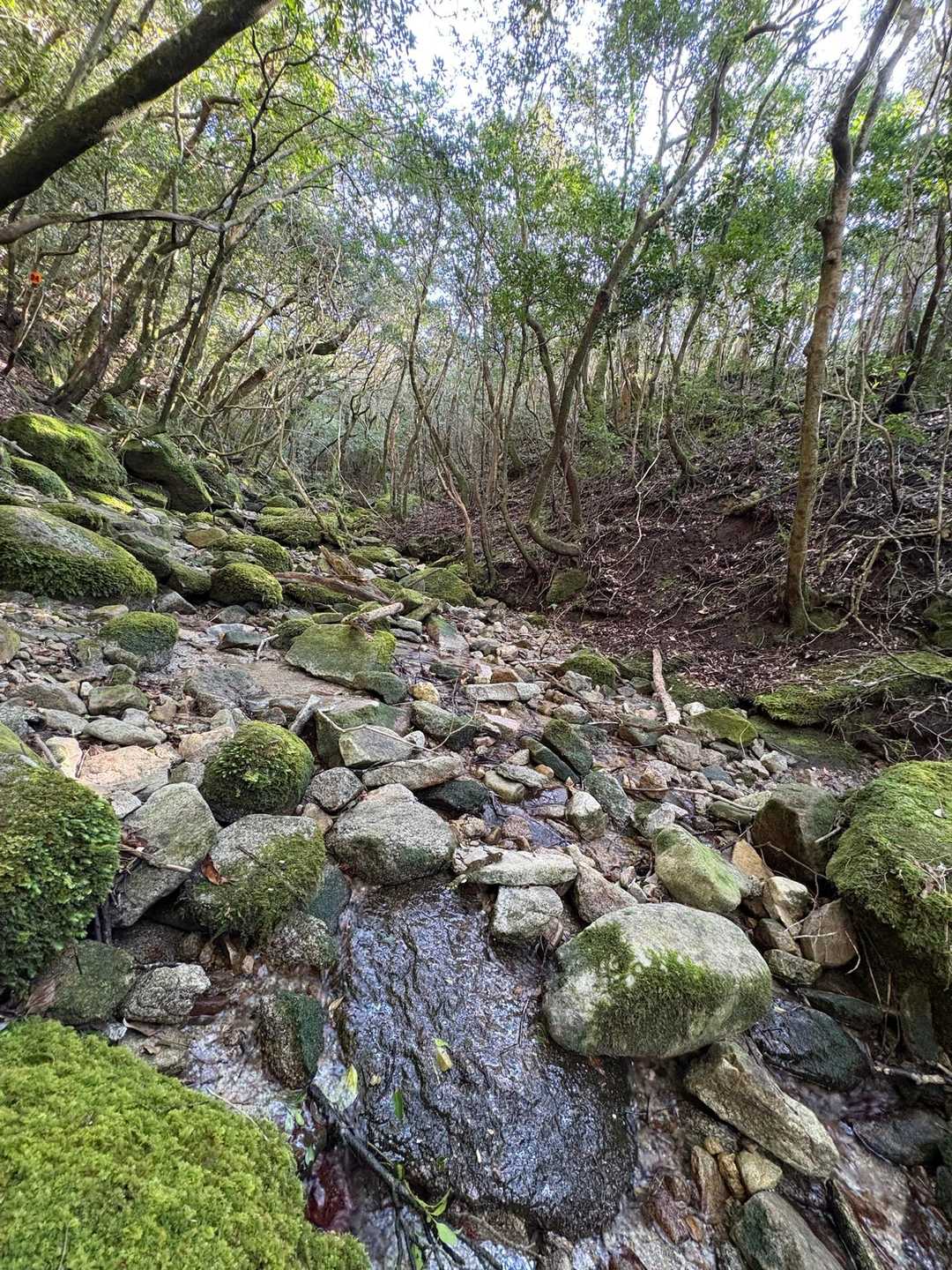 苔もキラキラ光って　南国の森っぽいって… 
大隅半島　最南端のお百名山ですね😅
