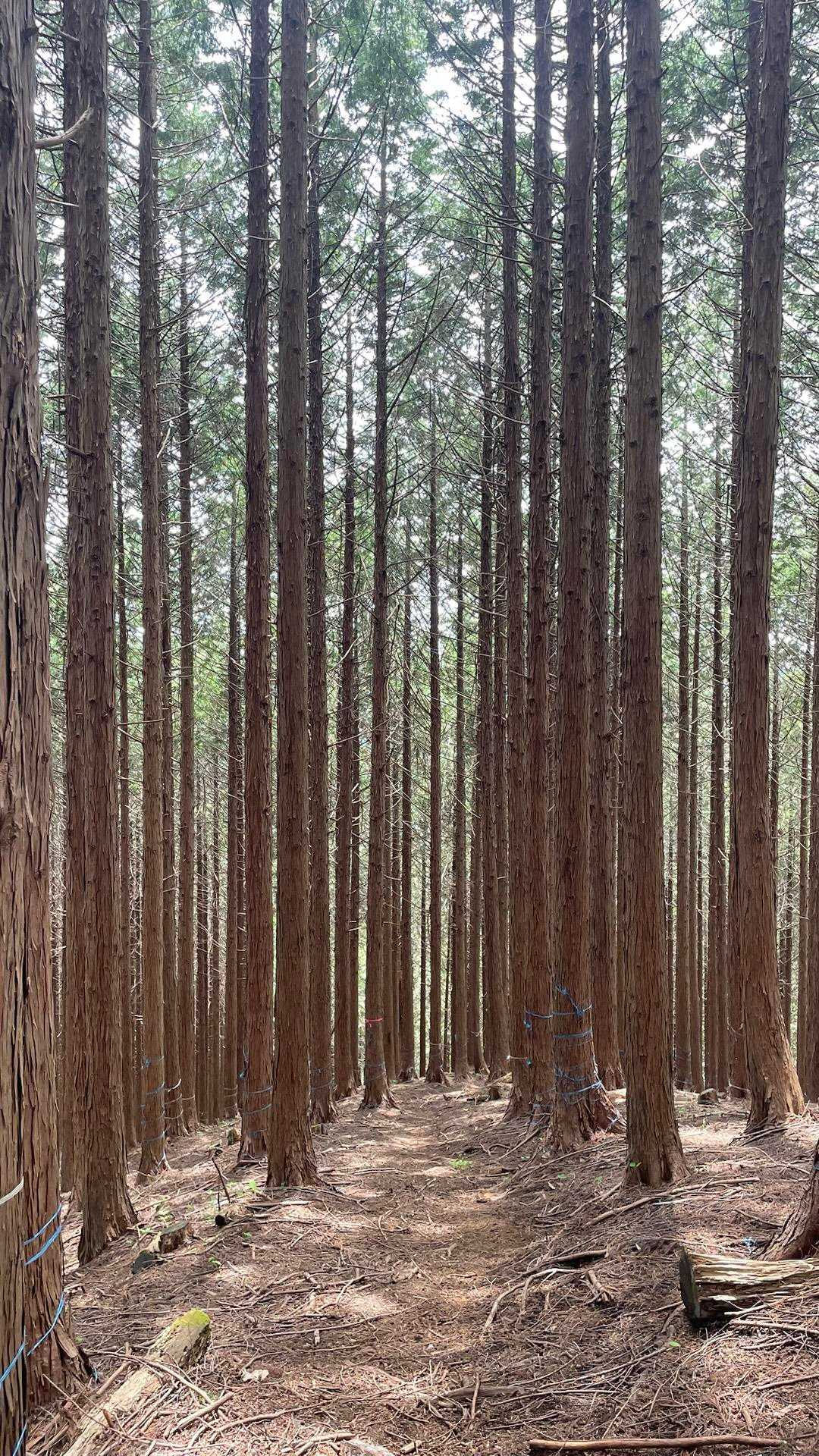 誰にも会わず下山
