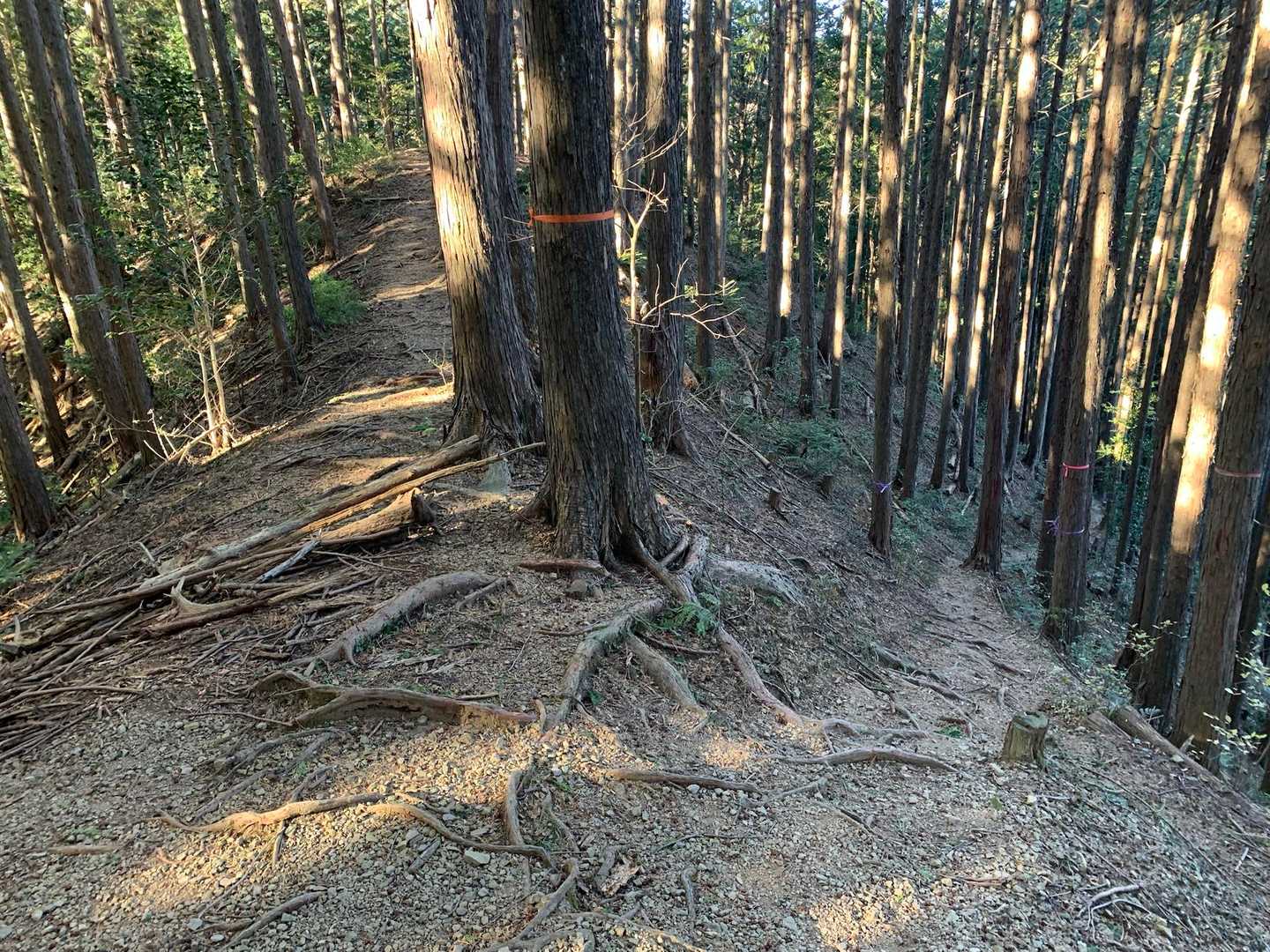 こちらの場所は要注意で、真ん中の太い幹の左側に行きそうになりますが、右の細いトラバースを歩いて行きました。
