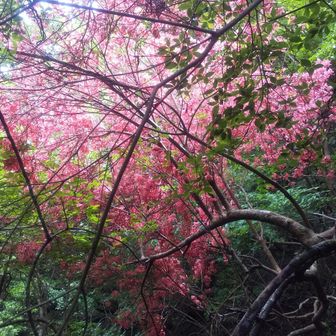 きれいです。