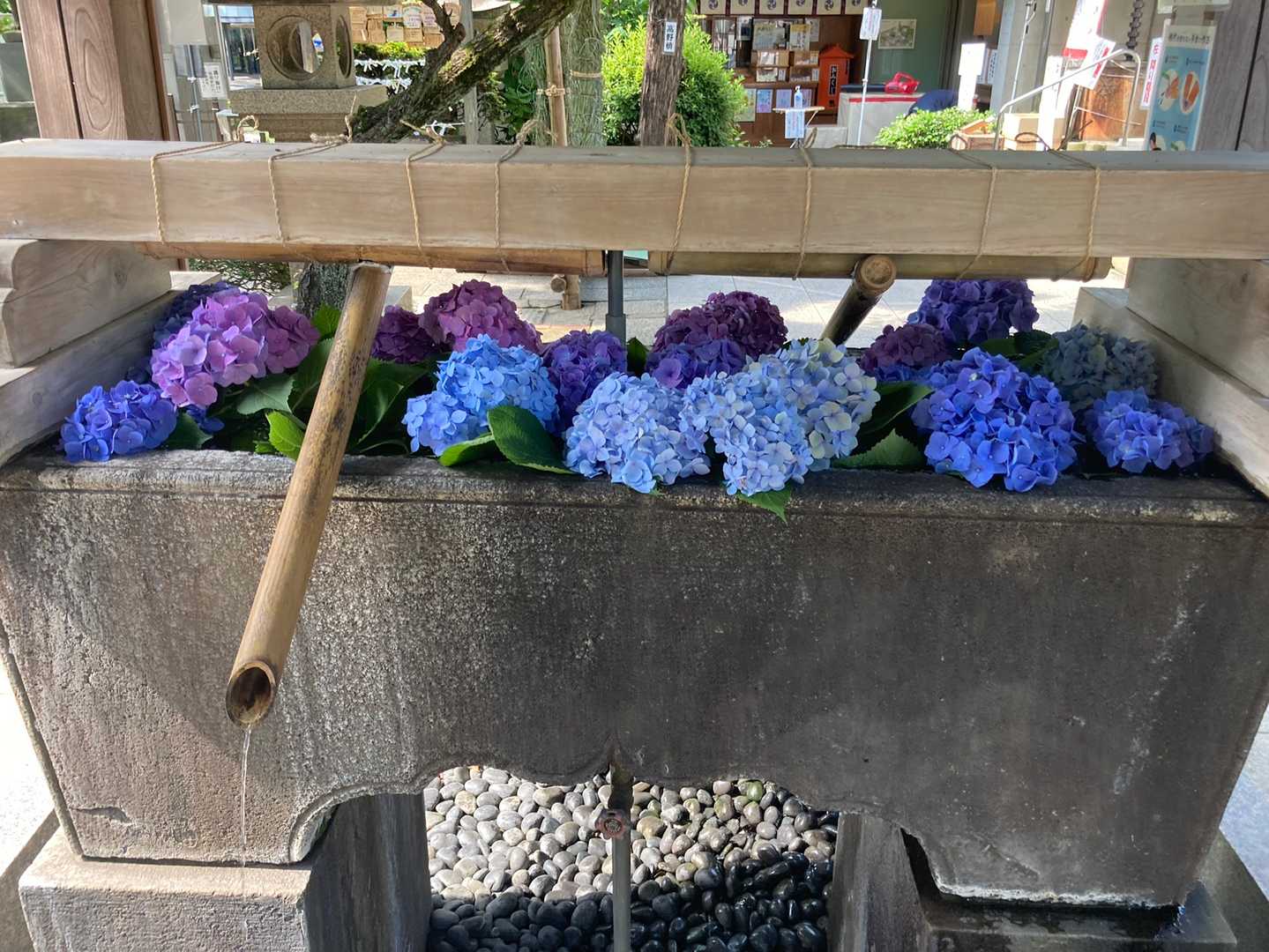 手水場の紫陽花がニクイね