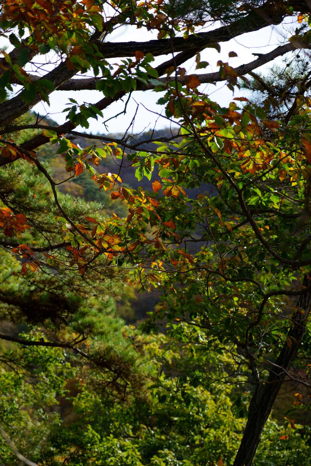 駒形登山口-鳴神山 往復コースの写真