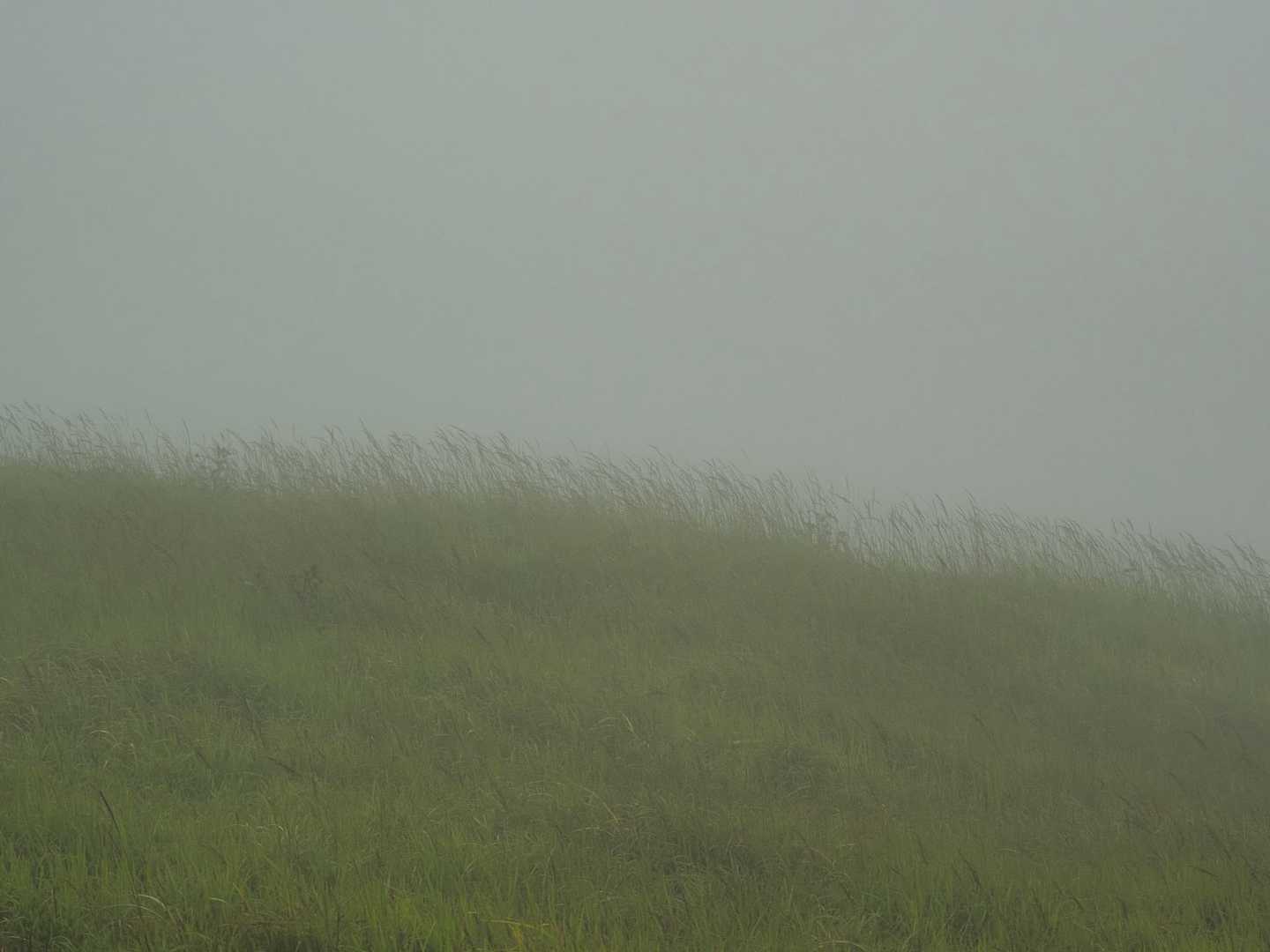 仕方ない！霧の風景でも楽しみますか😌