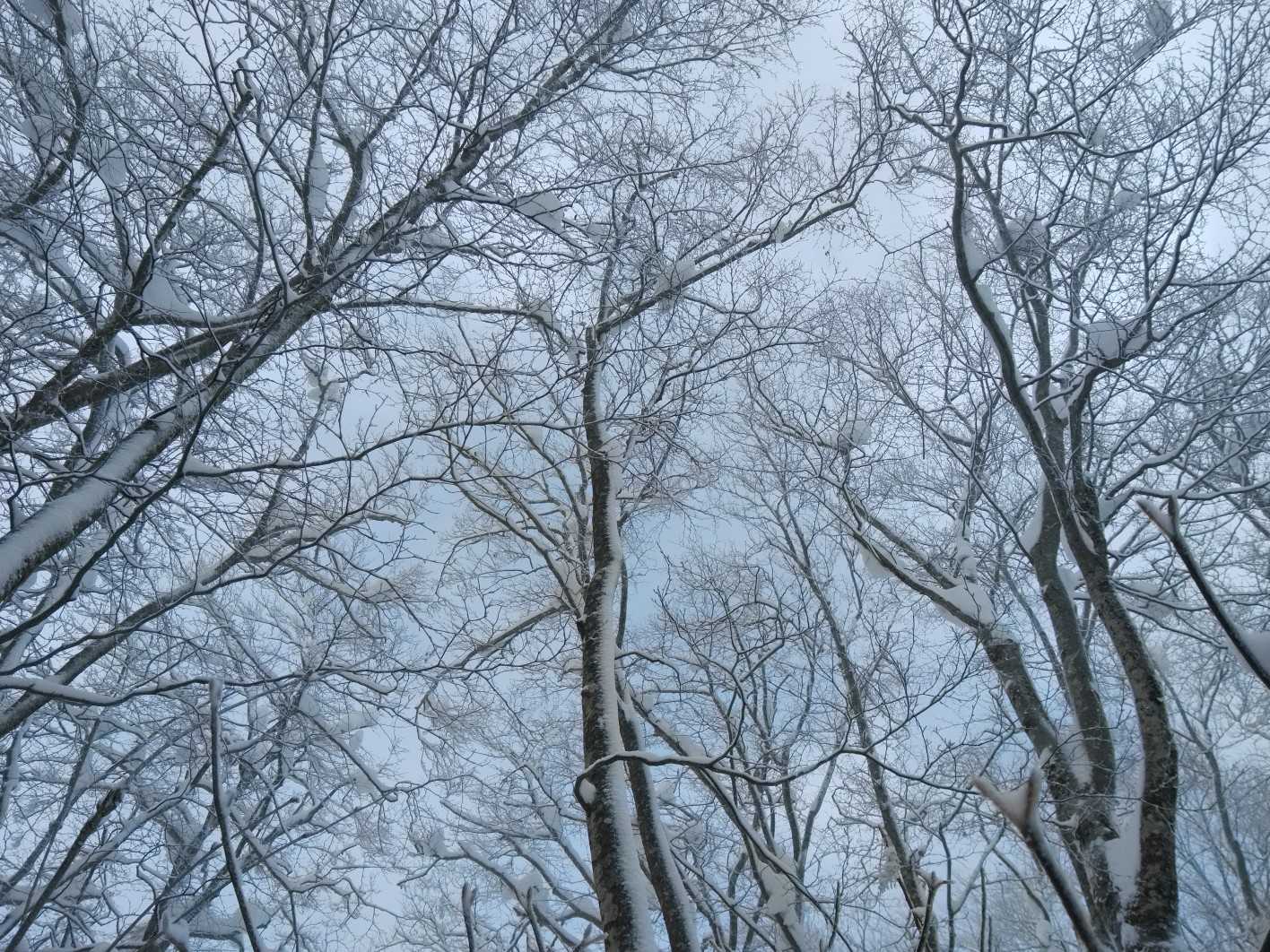 大平口-白鷹山 往復コースの写真