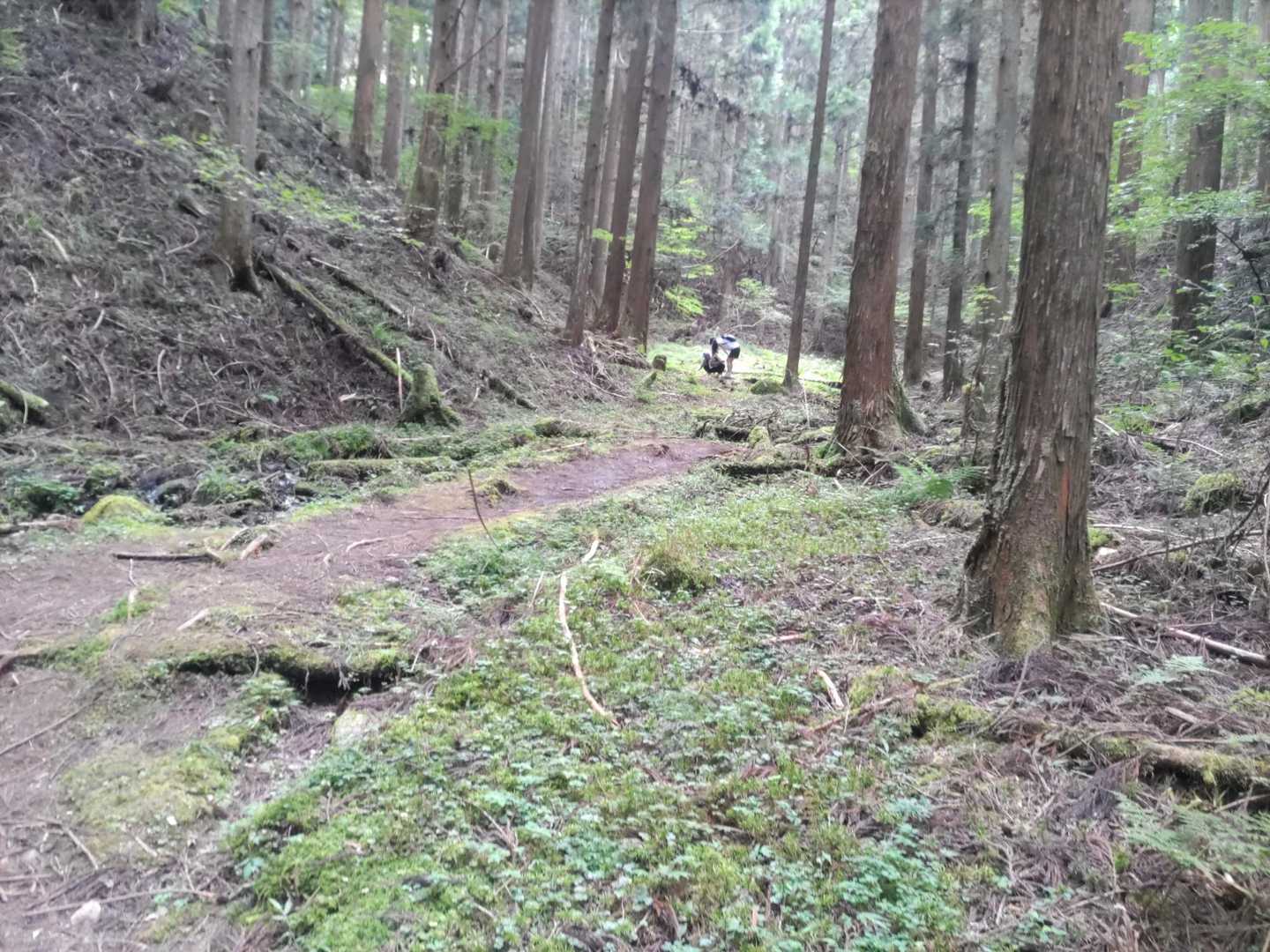 穏やかな山道です。