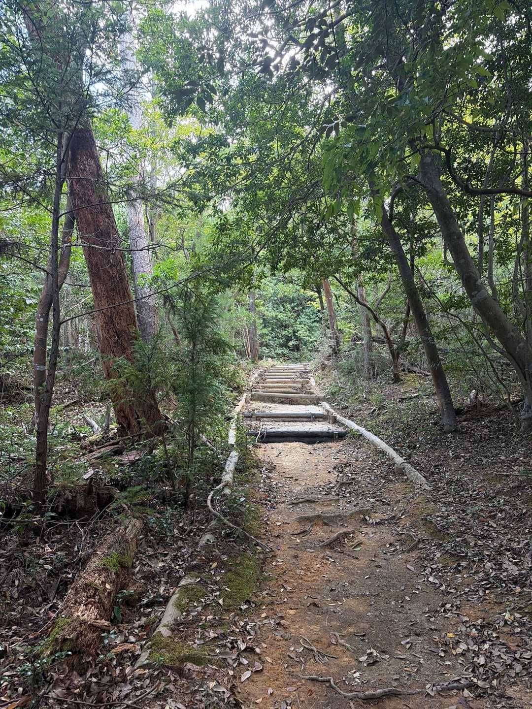 とてもきれいに整備された登山道