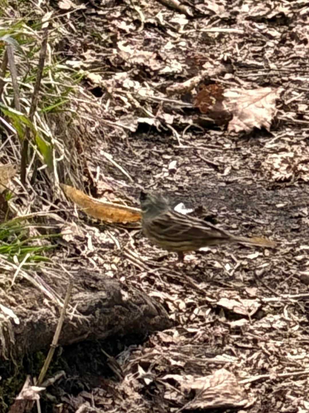 ウグイスが先導してくれます🐦