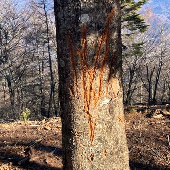 これは熊⁉️😱