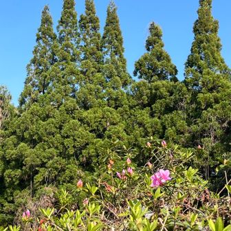 池のまわりにツツジ