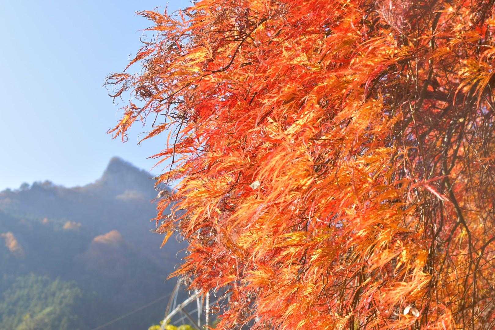 紅葉と⛰
