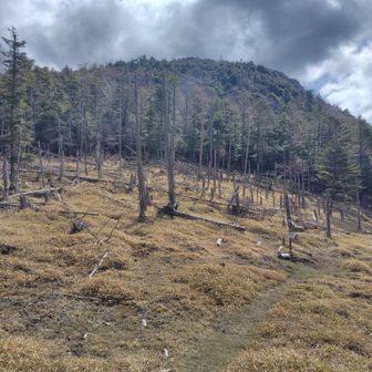 登山道の様子。
牛首をピークしに、牛首のコルまで降りて来ました。