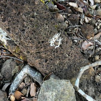 ここも菅島から朝熊山に続く蛇紋岩地帯の様ですがこんな軽石状になった岩も多かった