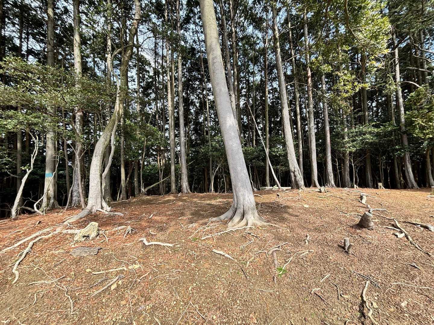 こんな山頂です