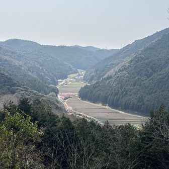 遠くにピンク色のアクセント🌸