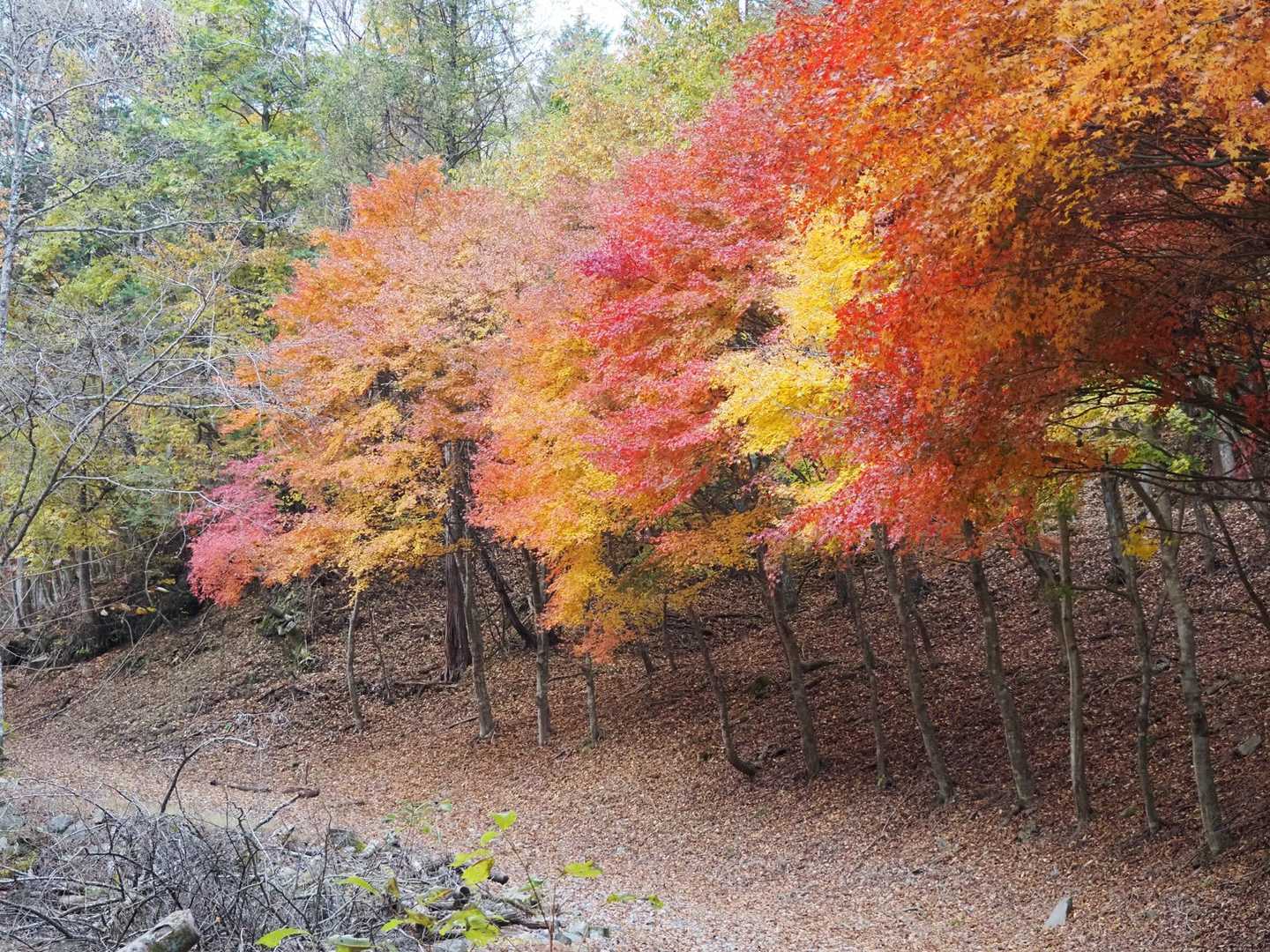 紅葉バッチリ🍁