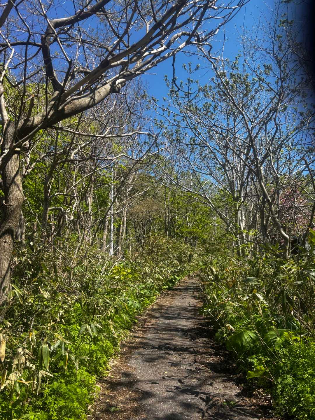 尻場山 往復コースの写真
