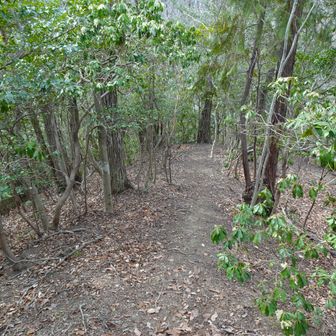 ここから最短で降りれそう。。。ですが