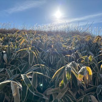 力技でいくしかないのか（道どこ）