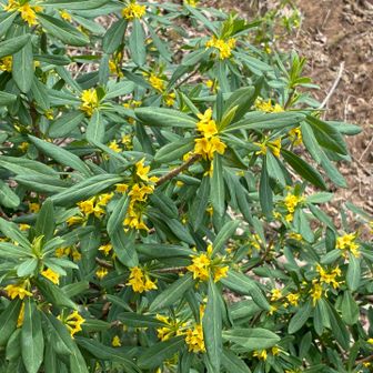 ジンチョウゲ属の植物…春ですね〜