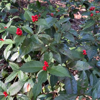 マンリョウかな？🍒