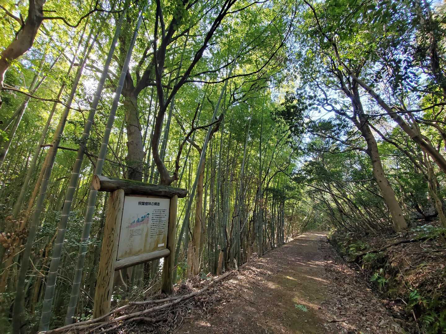 数少ない竹林👀木漏れ日がいい雰囲気😄