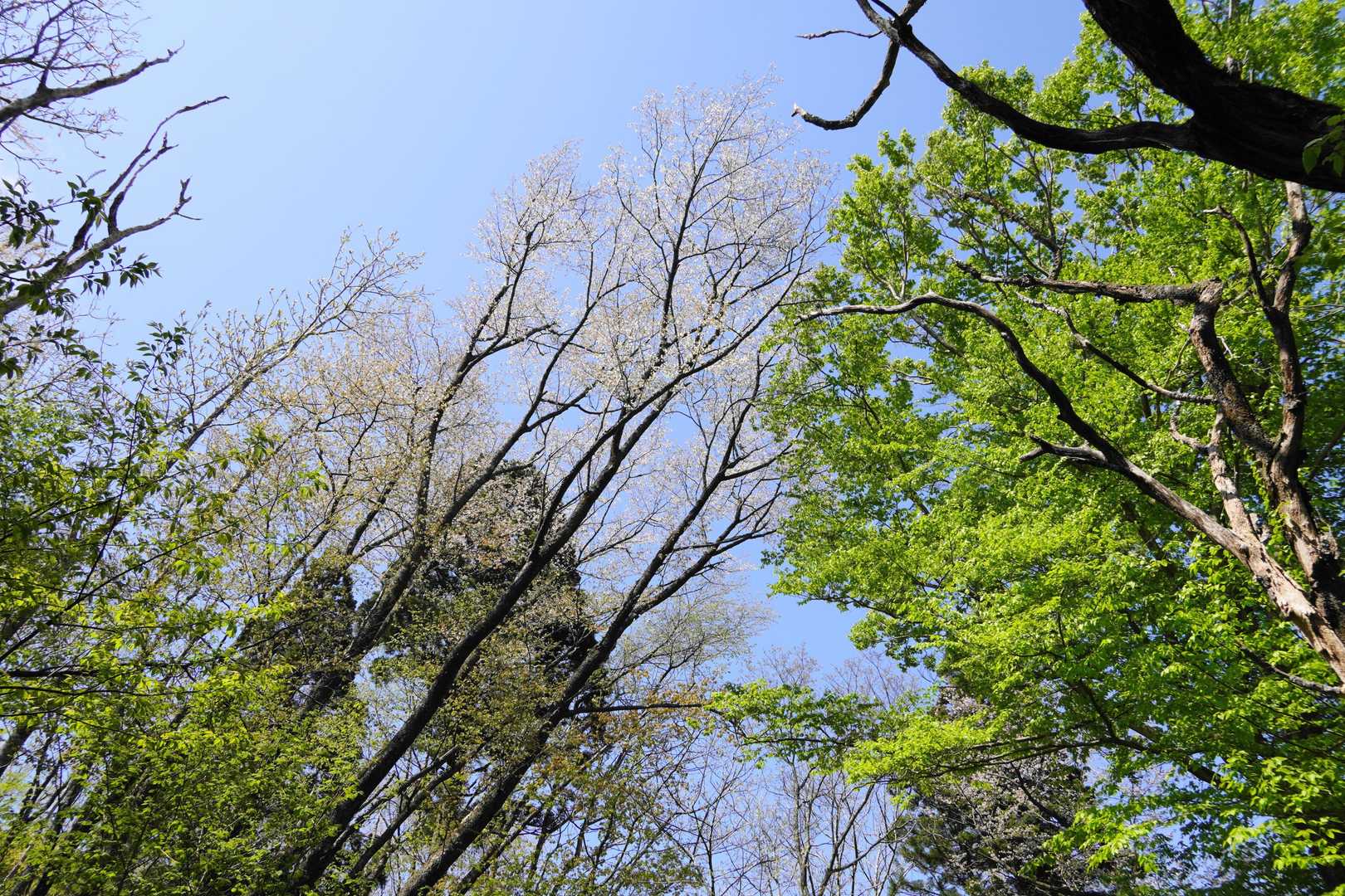 山桜