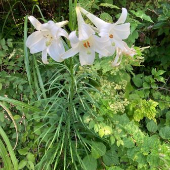 百合の花にエネルギーをいただく