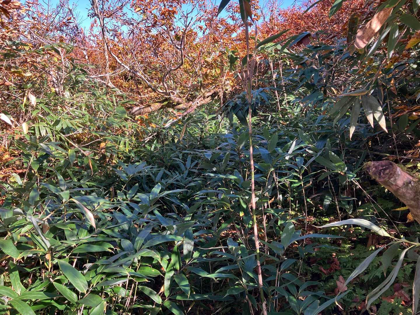 真昼岳は薮を漕ぎ進まなければなりません