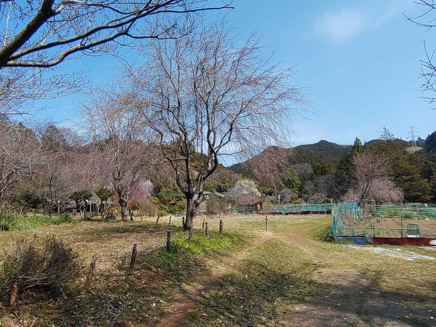 咲いてない😓