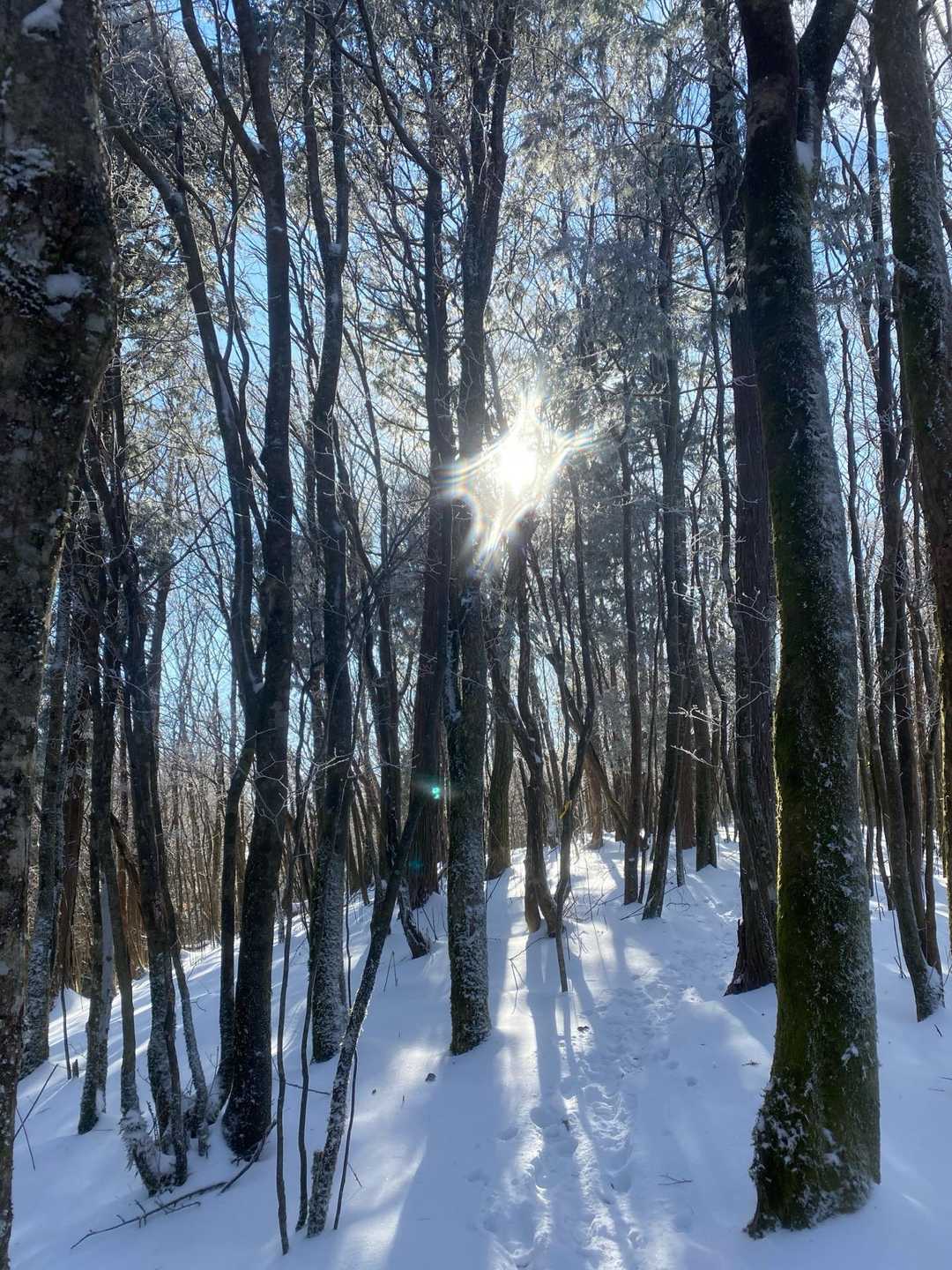 駒ヶ原登山口-鷹ノ巣山-岩岳 縦走コースの写真