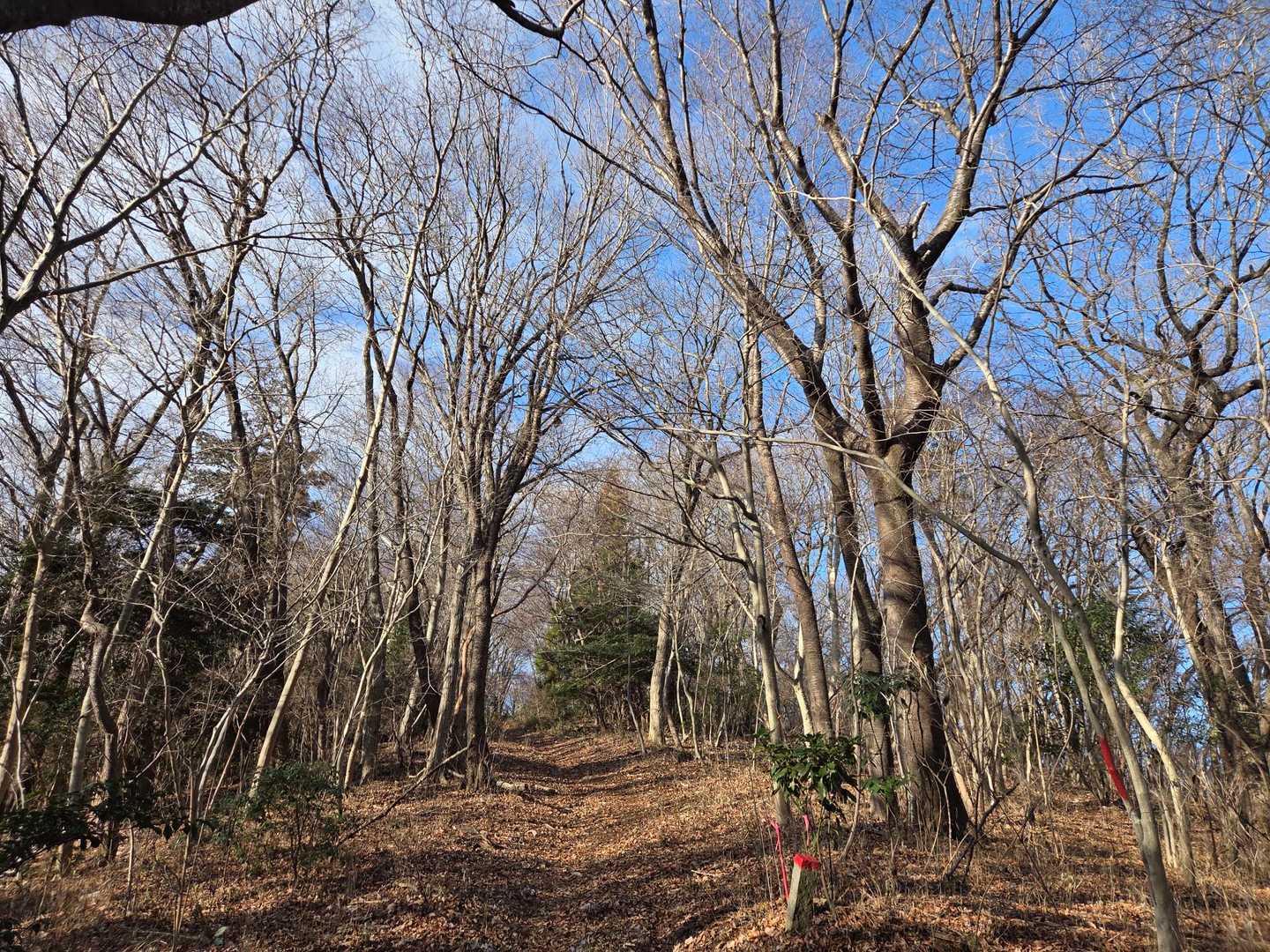 陽の光が降り注ぐ冬の山が好き