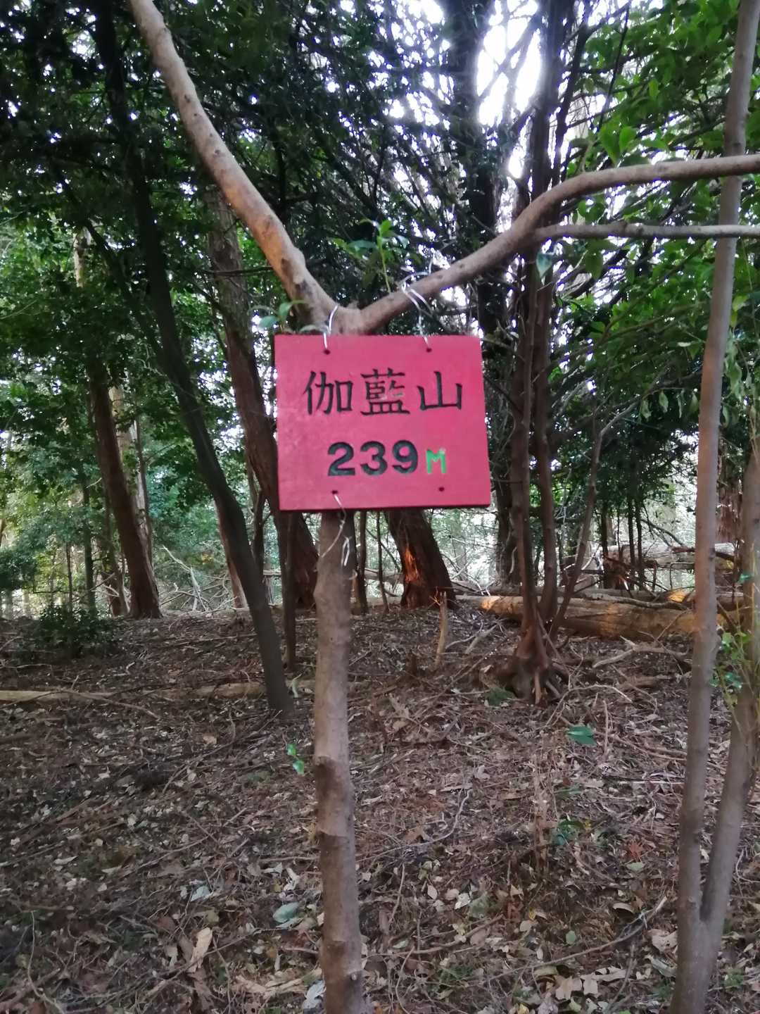 ルートは踏み跡を頼って登ったらどうも途中から鹿さんの跡だったようです😢
尾根伝いにはしっかりした踏み跡が有りました。下山時、途中まで利用