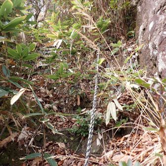 途中に左に行くルートあり