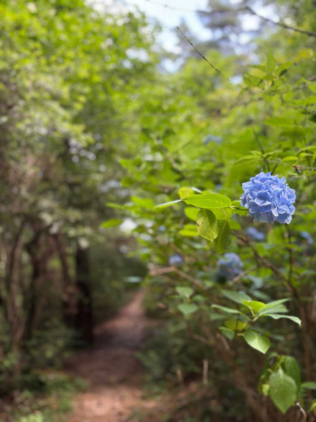 紫陽花大好き💕