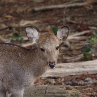 若草山・芳山・高円山 おはようございます🦌ってもう10時前ですが😅