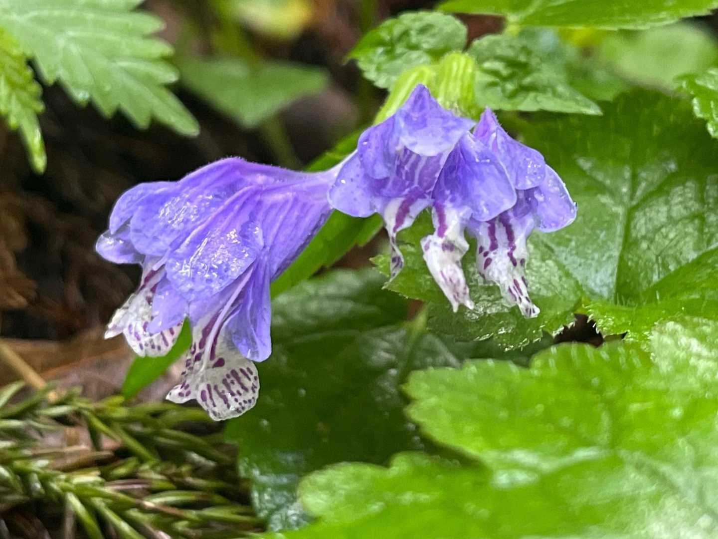しっとりラショウモンカズラ
昨日の雨でいい感じ