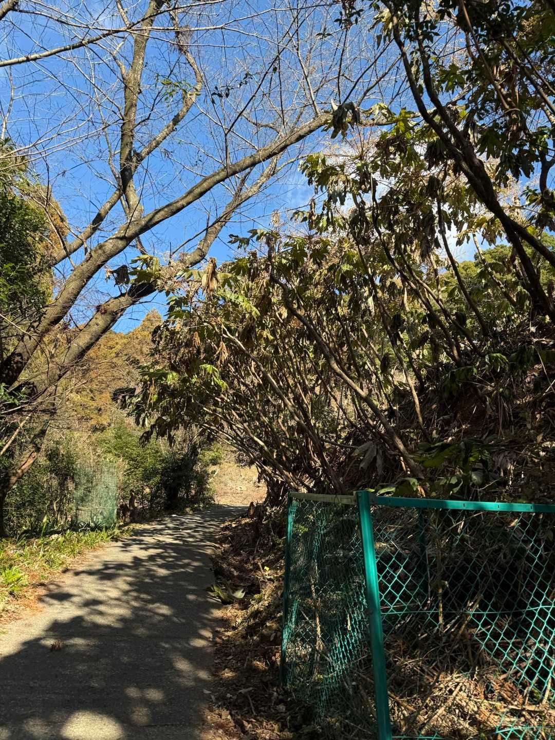 枯れてしまったヤツデの葉っぱが
落ちてきて大きな音がした時は
飛び跳ねた🫢