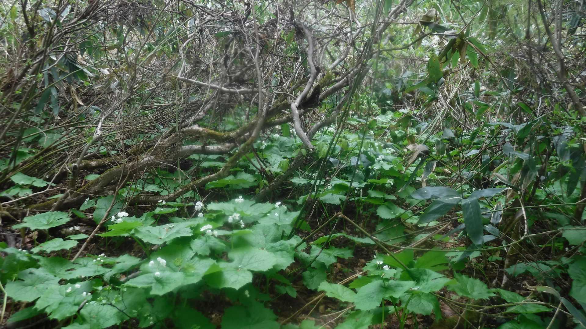 群生地