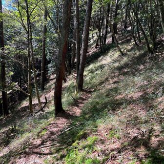 約10キロ歩いてついに長沢背稜に合流！
酉谷山へ向かう