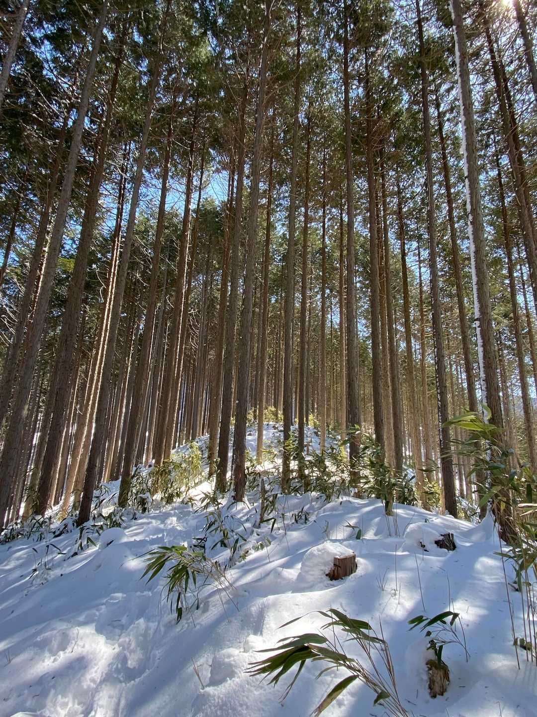 駒ヶ原登山口-鷹ノ巣山 往復コースの写真